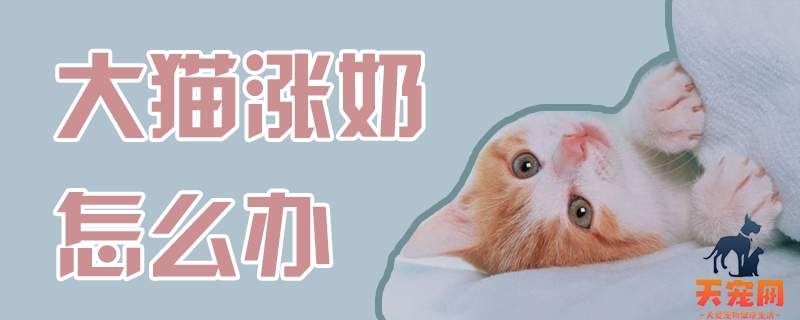 大猫涨奶怎么办