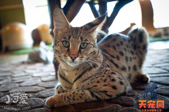 热带草原猫得了猫癣怎么治疗 猫癣治疗方法