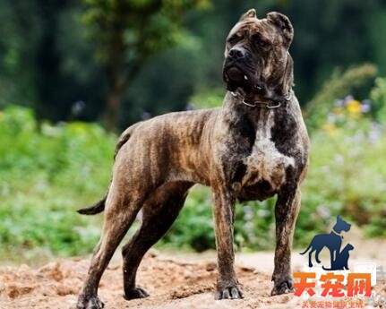 训练卡斯罗犬找准最佳时间