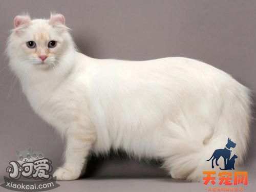 喜马拉雅猫骨折怎么办 猫咪骨折紧急处理办法