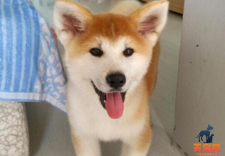 为什么秋田犬受欢迎?秋田犬受欢迎的五个原因
