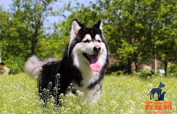 阿拉斯加犬掉毛严重吗