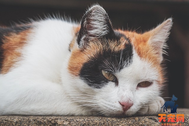 猫吃香菜会中毒吗