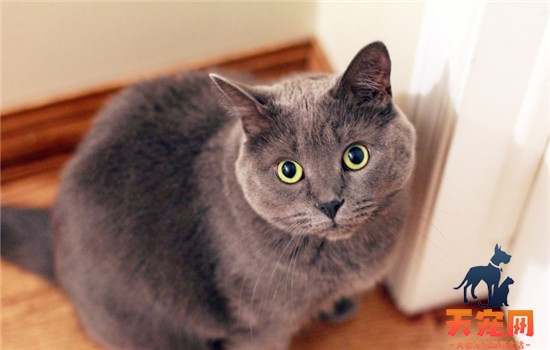 猫抓热是什么病 被猫抓了会得猫抓热吗