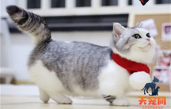 什么是蓝猫挂霜 千万别被猫贩子骗了！