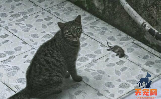 猫为什么会送人老鼠 猫为什么会送人礼物