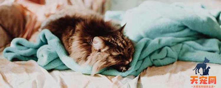 猫为什么会吐白色的液体 猫为什么吐了水和白沫