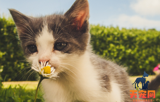 猫能用人的哪种眼药水 猫能用人的眼药水吗