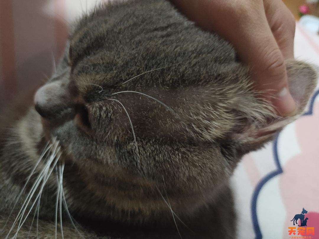 猫咪耳朵上长癣了毛都掉了怎么办