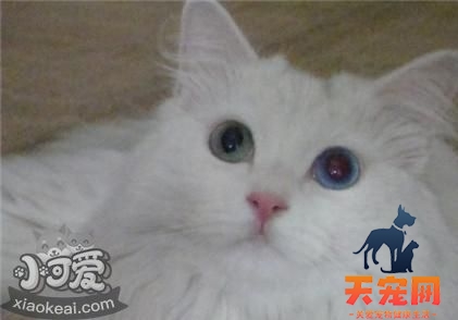 山东狮子猫白内障如何治疗 猫咪白内障症状