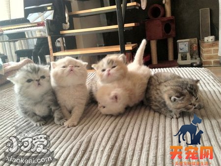 如何训练加菲猫不钻被窝 宠物猫不钻被窝的方法