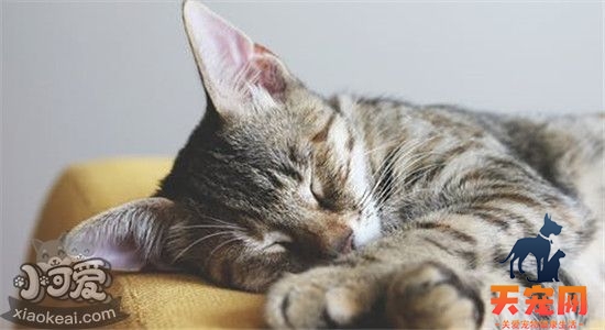 猫咕咕叫是什么意思 你还不明白吗