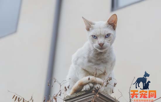 小猫为什么一直发抖怎么回事 猫为什么老发抖