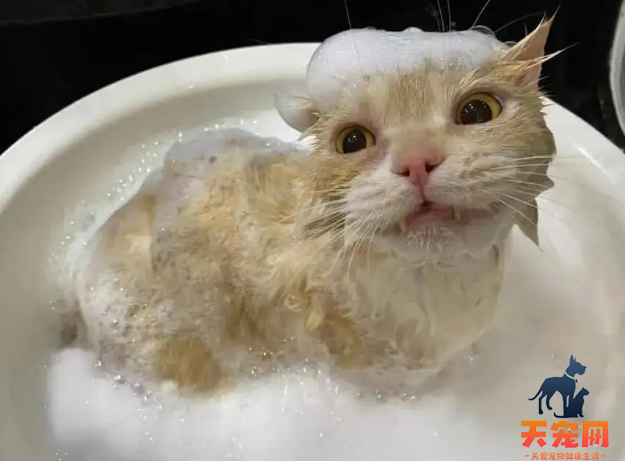 多大的小猫可以洗澡