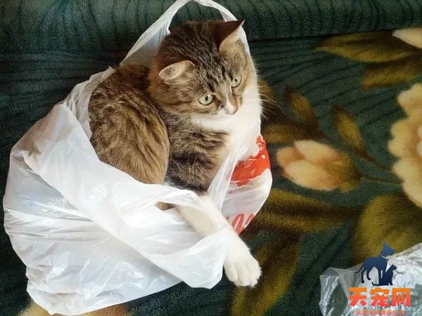 猫为什么怕塑料袋的声音 不要随意尝试去刺激猫咪