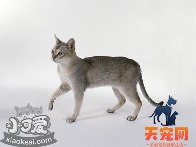 新加坡猫鼠疫有什么症状 新加坡猫鼠疫症状介绍