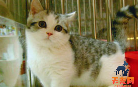 猫缺乏微量元素的表现 猫都缺微量元素了你心还这么大吗？
