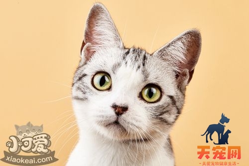 怎么训练美国短毛猫学会握手 美短握手训练方法