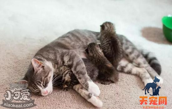 猫剪脐带教程 教你如何接生小猫