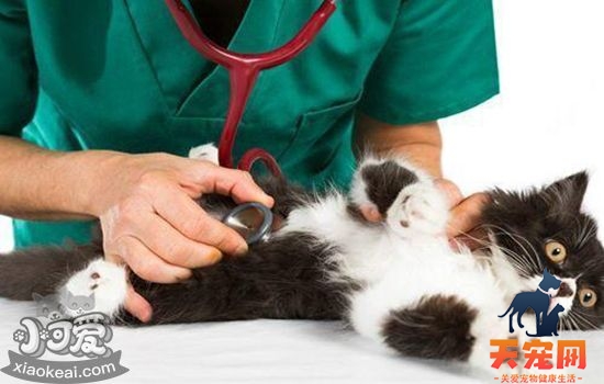 猫咪驱虫怎么做 猫咪驱虫实用手册