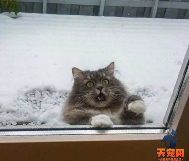 北京蓝色暴雪预警 看看这些猫第一次见到雪的反应吧！北京蓝色暴雪预警 看看这些猫第一次见到雪的反应吧！