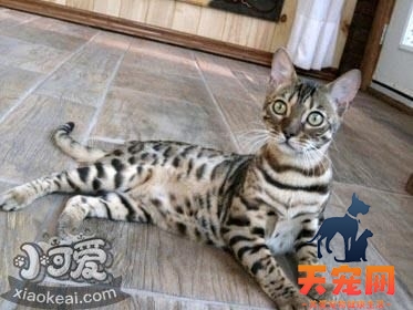 阿舍拉猫口腔溃疡怎么治疗 阿舍拉猫口腔溃疡治疗方法