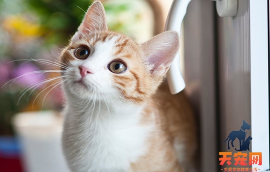猫为什么会尿路阻塞 阻塞超过42小时会死的！