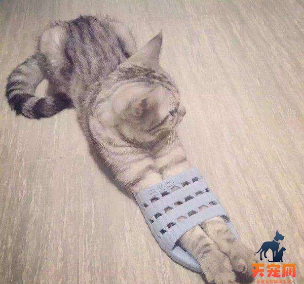 猫为什么喜欢玩拖鞋 猫为什么喜欢玩鞋子