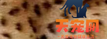 豹猫有几种花纹 豹猫花纹图片