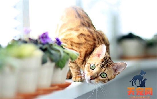 猫会冷吗