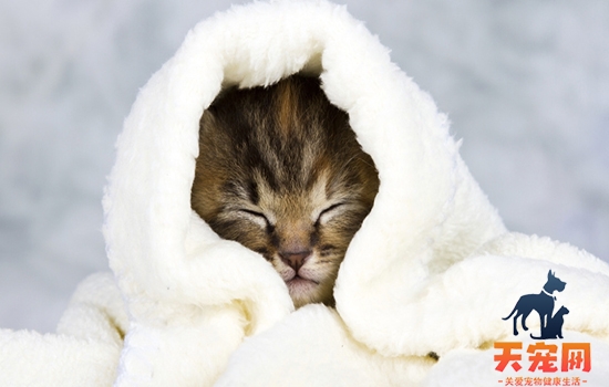 猫咪感冒症状 猫主子感冒了你都不知道？