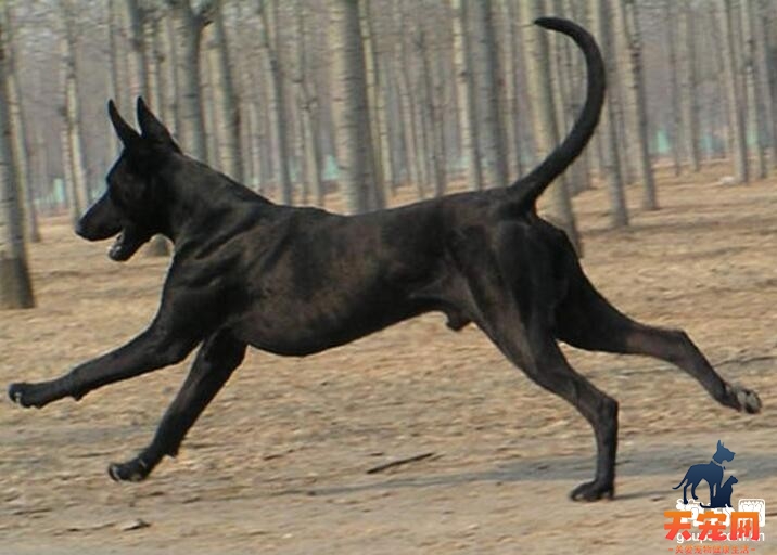 黑狼犬好养吗，中华黑狼犬这么受欢迎?