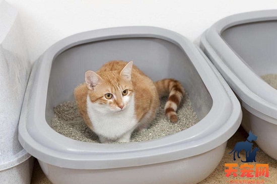 猫砂怎么用干净节约 猫砂干净节约的用法