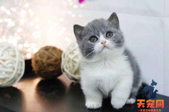 小猫能用硼酸滴耳液吗