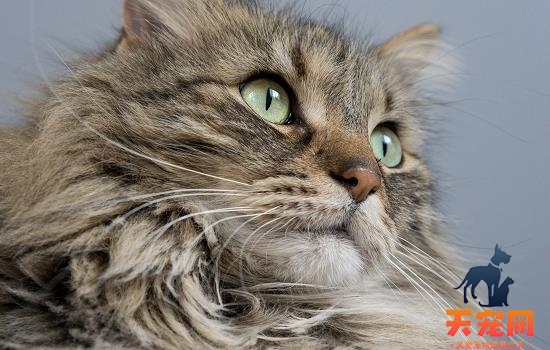 猫咪胰腺炎会不会误诊 猫咪胰腺炎有可能误诊吗