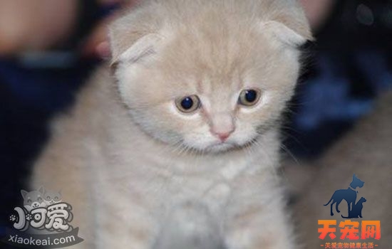 猫白内障能治好吗 医生不会告诉你的事