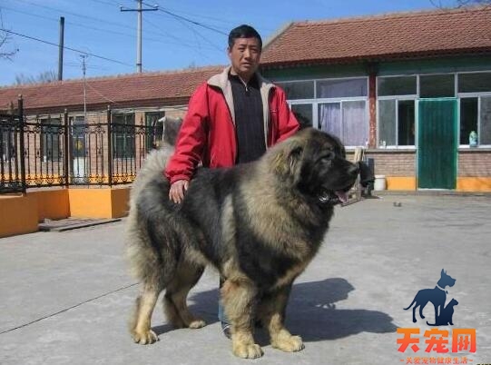 如何饲养高大威猛的高加索犬？饲养高加索犬需要考虑的因素