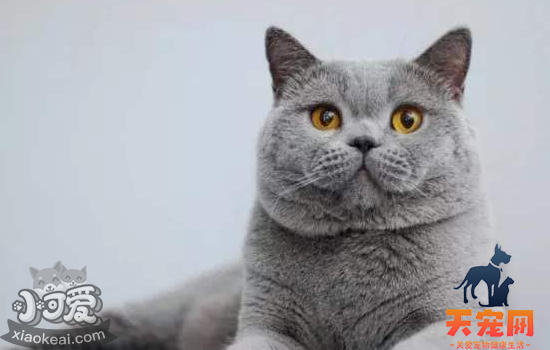 蓝猫发的情的特征 看看你家蓝猫发情了吗
