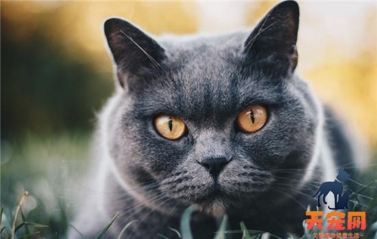 猫口炎的症状是什么 如何有效治疗猫口炎