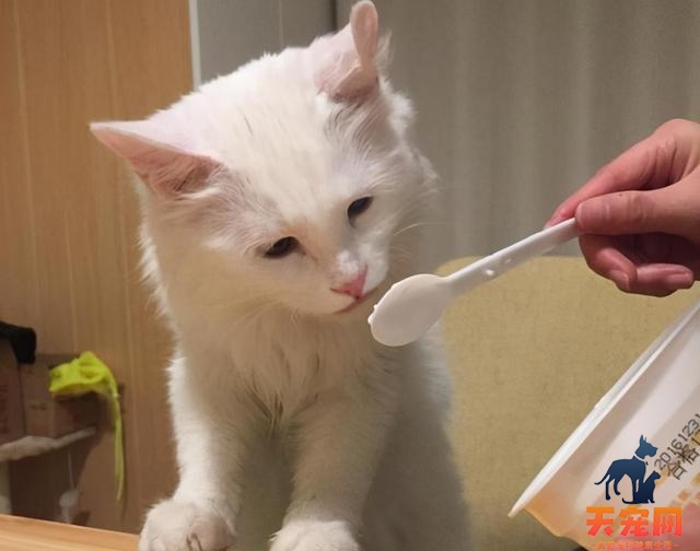 猫可以喝酸奶吗安慕希
