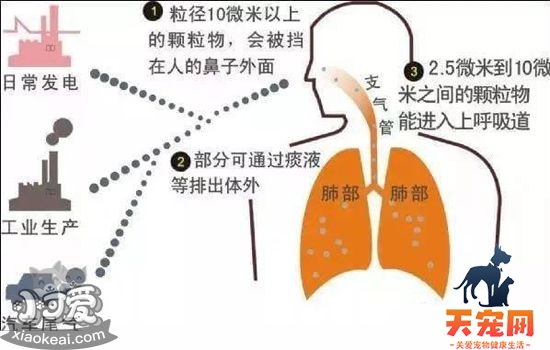 猫毛会吸进肺里吗 长期撸猫导致肺癌究竟是真是假