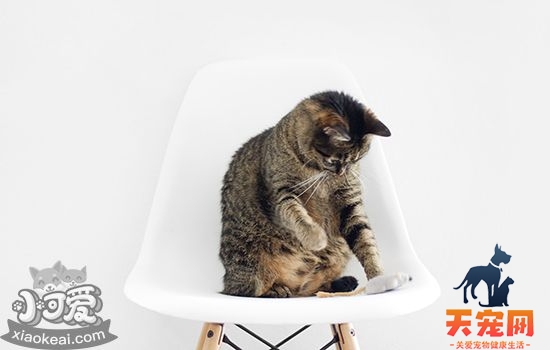 猫胆小怎么办