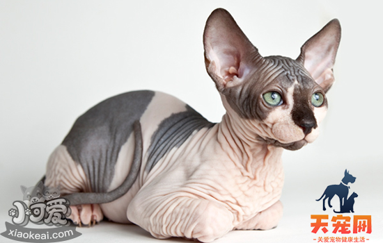 怀孕可以养无毛猫吗 怀孕能养猫吗？给你权威解答！