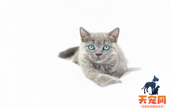 母猫为什么不发情 猫咪身体可能有问题哦！