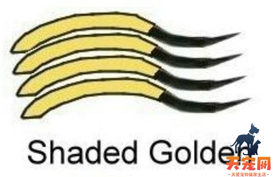 金渐层11与12区别 如何区分金渐层的11和12
