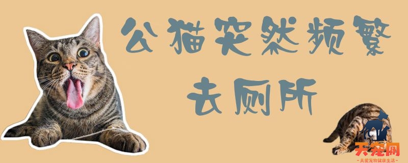 公猫突然频繁去厕所