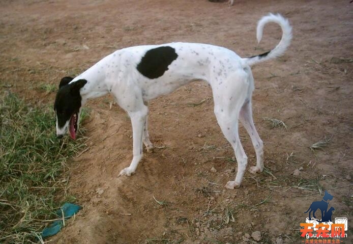 格力犬怎么训练，训练格力犬的正确方法