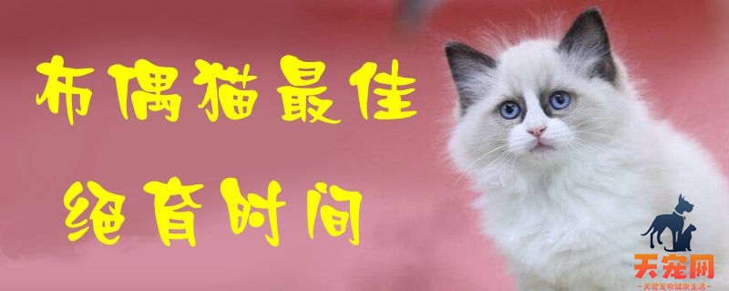 布偶猫最佳绝育时间1