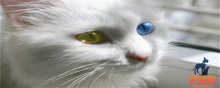 ​为什么有的猫的眼睛是两种颜色的?