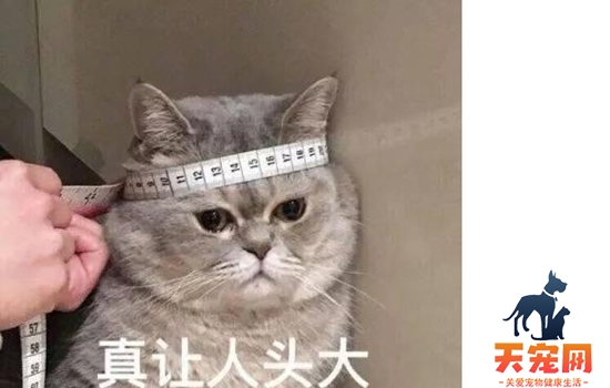 猫血常规指标解读 一分钟看懂血常规